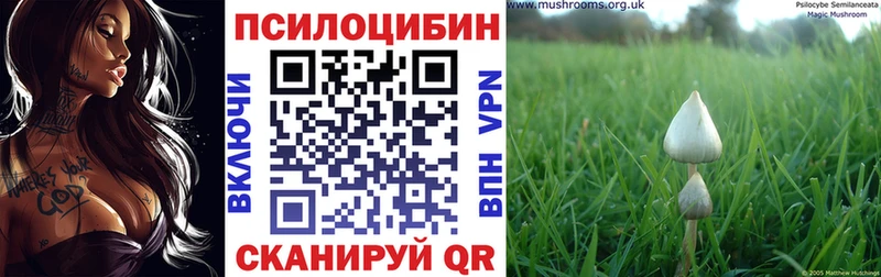Псилоцибиновые грибы Psilocybine cubensis  kraken   Березники 